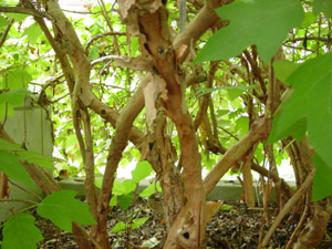 Oakleaf hydrangea stems 
